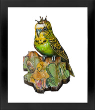 "King Budgie"