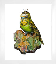 "King Budgie"
